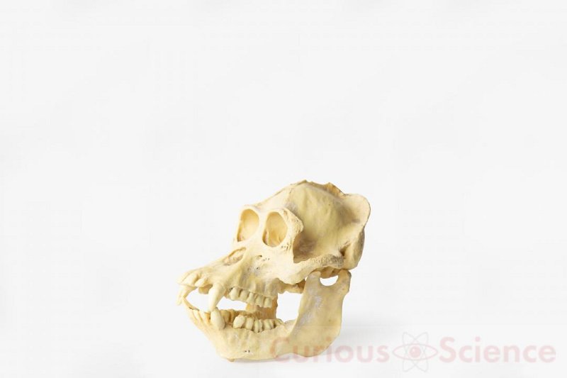 Cast Gorilla Jaw